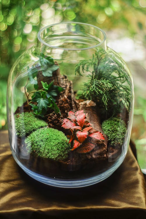 Terrarium with plants inside